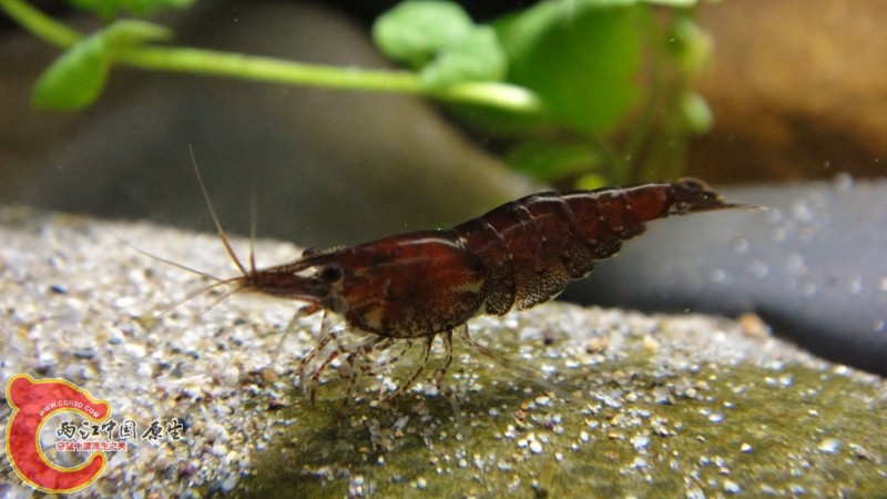 DSC02456 (800x450).jpg