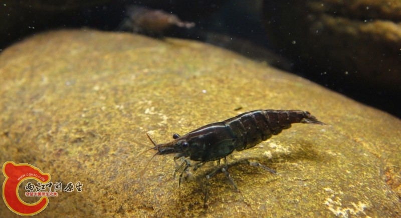 DSC02465 (800x435).jpg