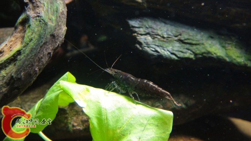 DSC02466 (800x451).jpg