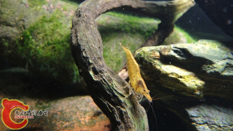 DSC02467 (800x451).jpg