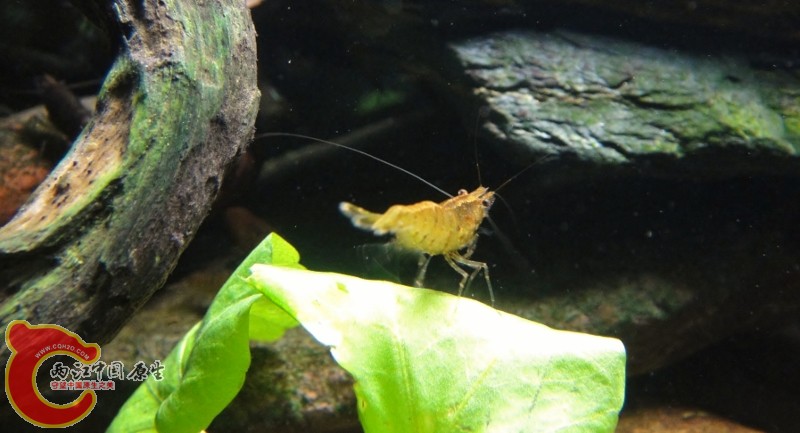 DSC02473 (800x433).jpg