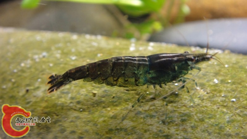 DSC02479 (800x451).jpg