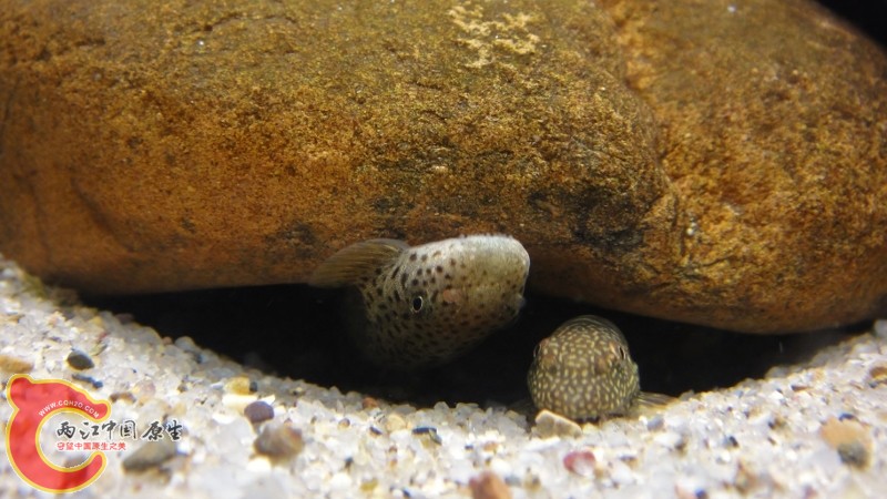 DSC02483 (800x450).jpg