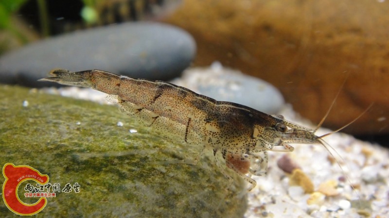 DSC02487 (800x449).jpg