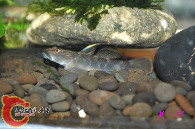 DSC_0822.JPG