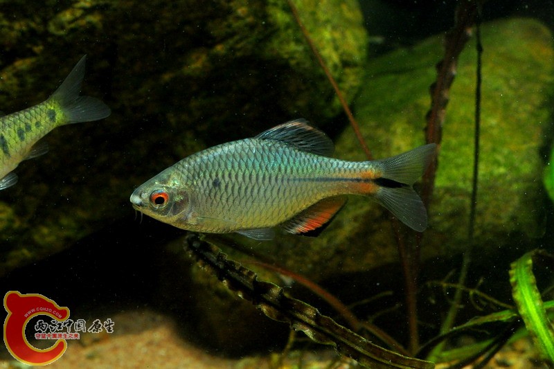 DSC_0105.jpg