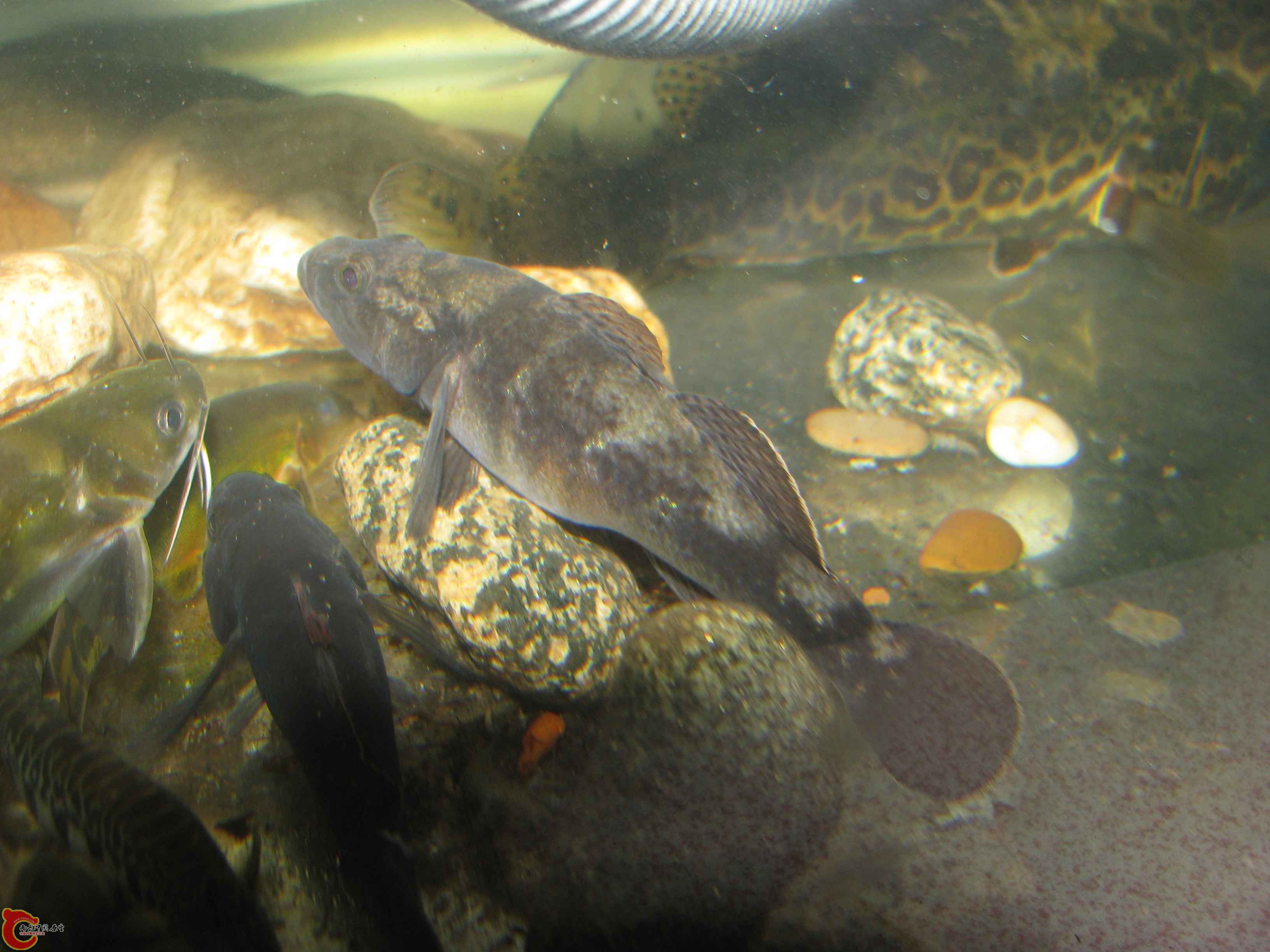 IMG_7034.JPG