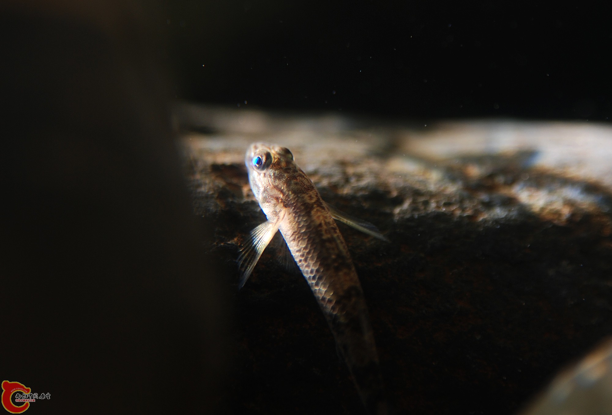 DSC_0967.JPG