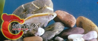 斑尾低线鱲Barilius caudiocellatus Chu.jpg