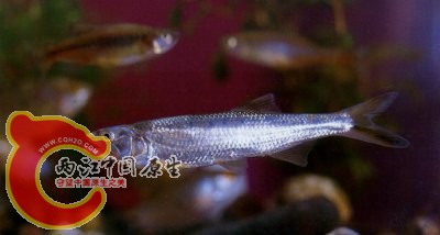 长嘴鱲Raiamas guttatus (Day).jpg