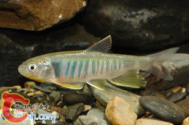 Opsariichthys kaopingensis 高屏马口鱲.jpg