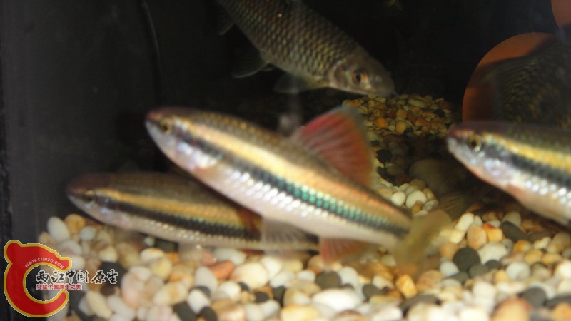 DSC08542_缩小大小.JPG