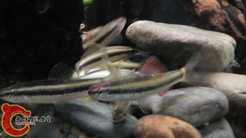 DSC08516_缩小大小.JPG