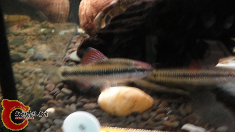 DSC08515_缩小大小.JPG