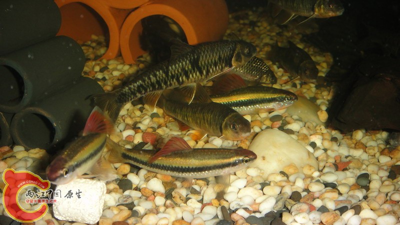 DSC08579_缩小大小.JPG