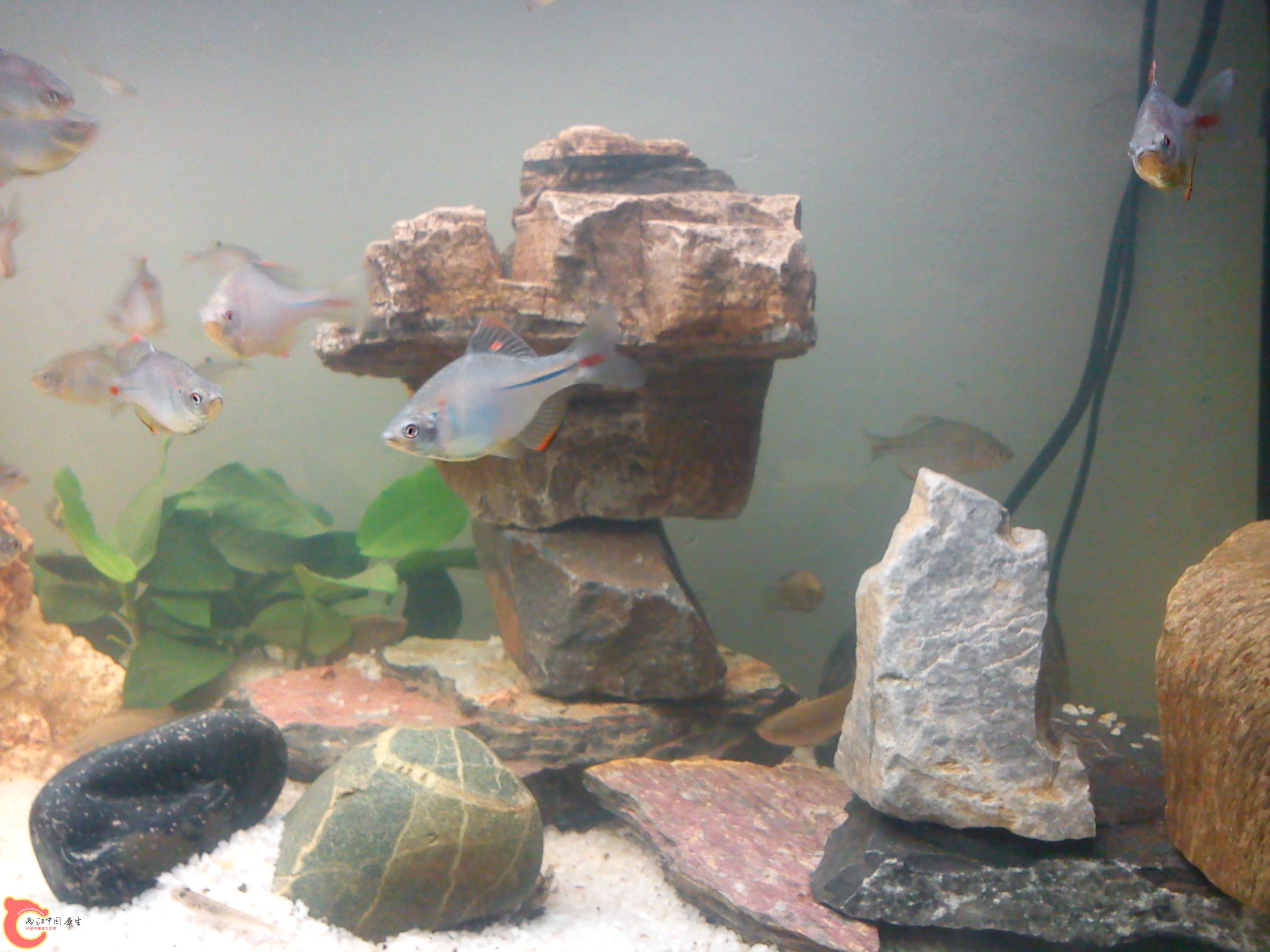 Camera_20111207_172129.jpg