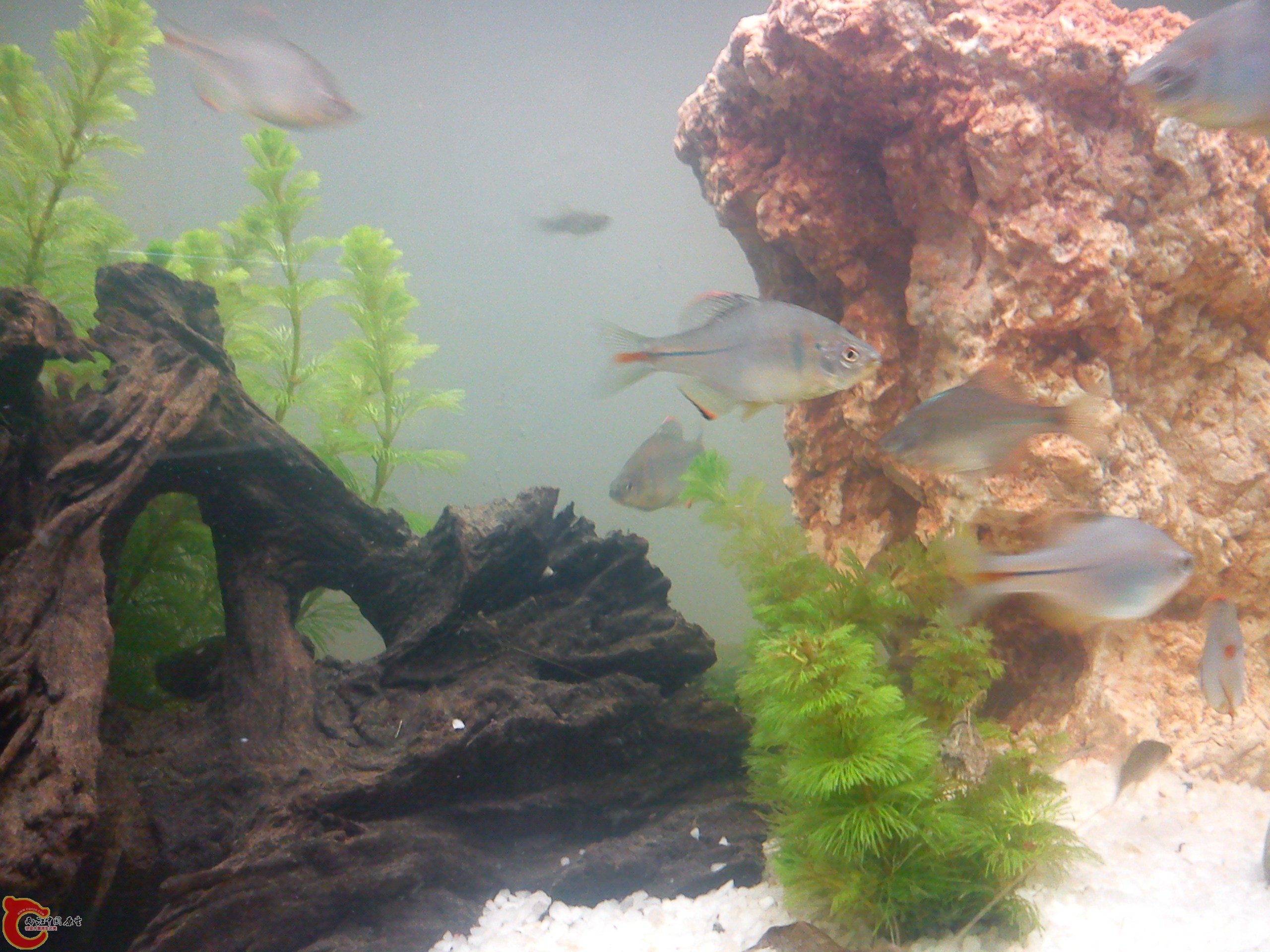 Camera_20111207_205515.jpg