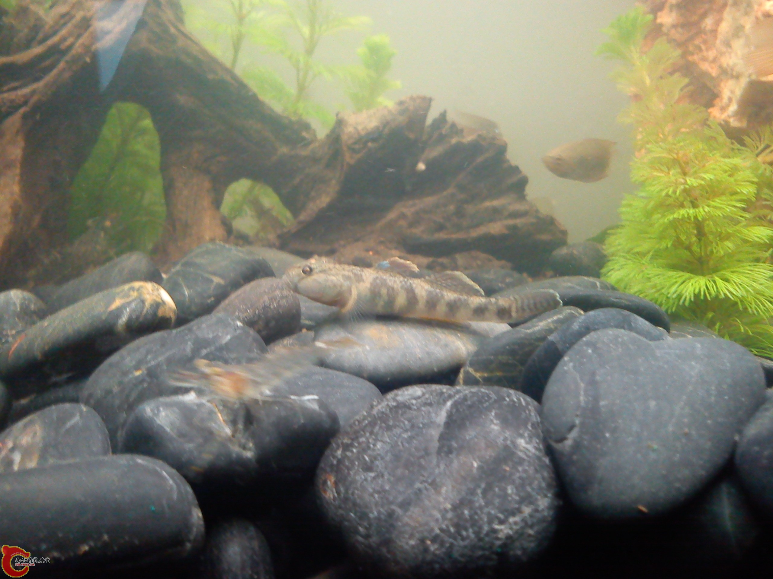 Camera_20111208_163338.jpg