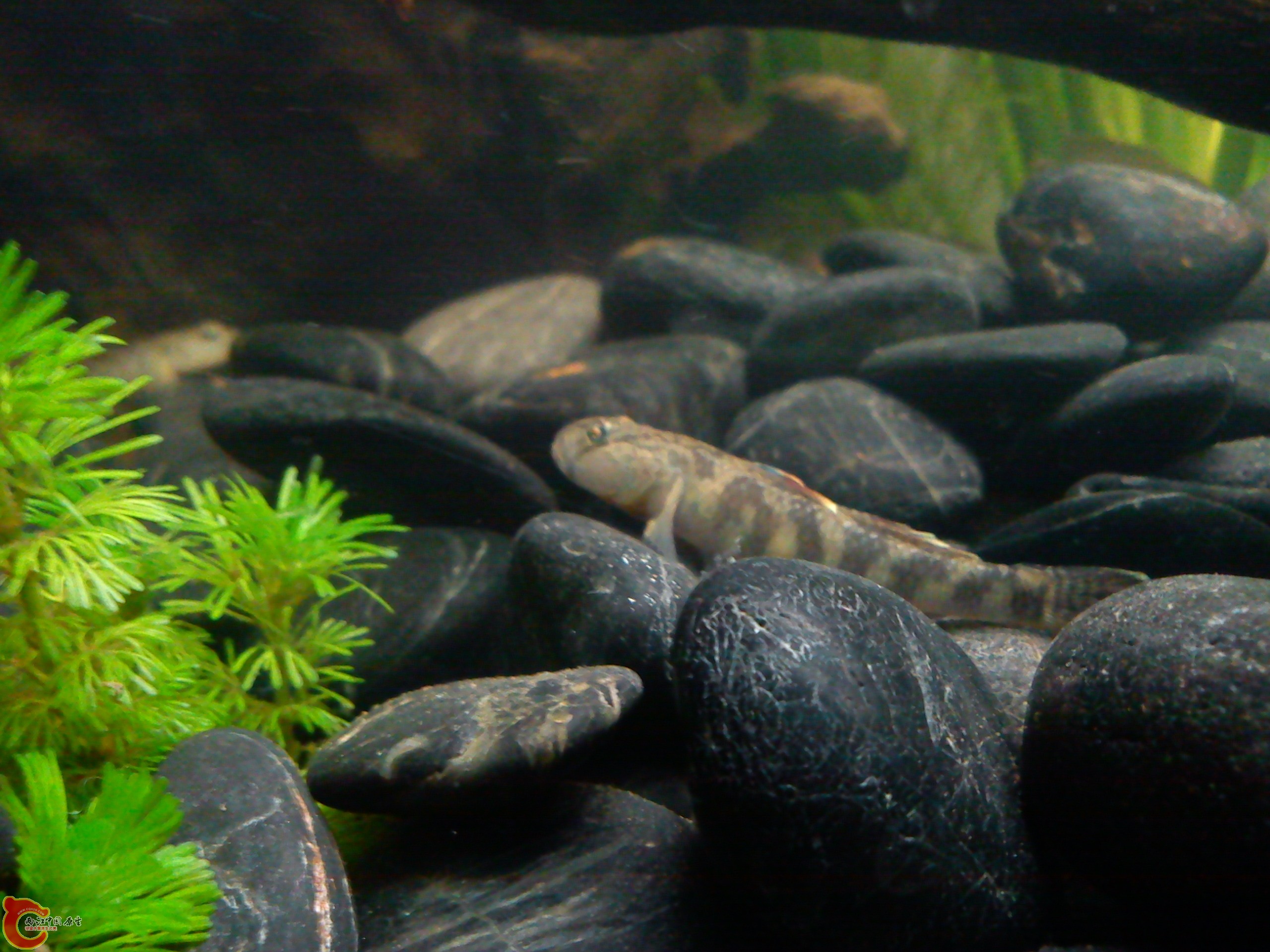 Camera_20111208_184613.jpg