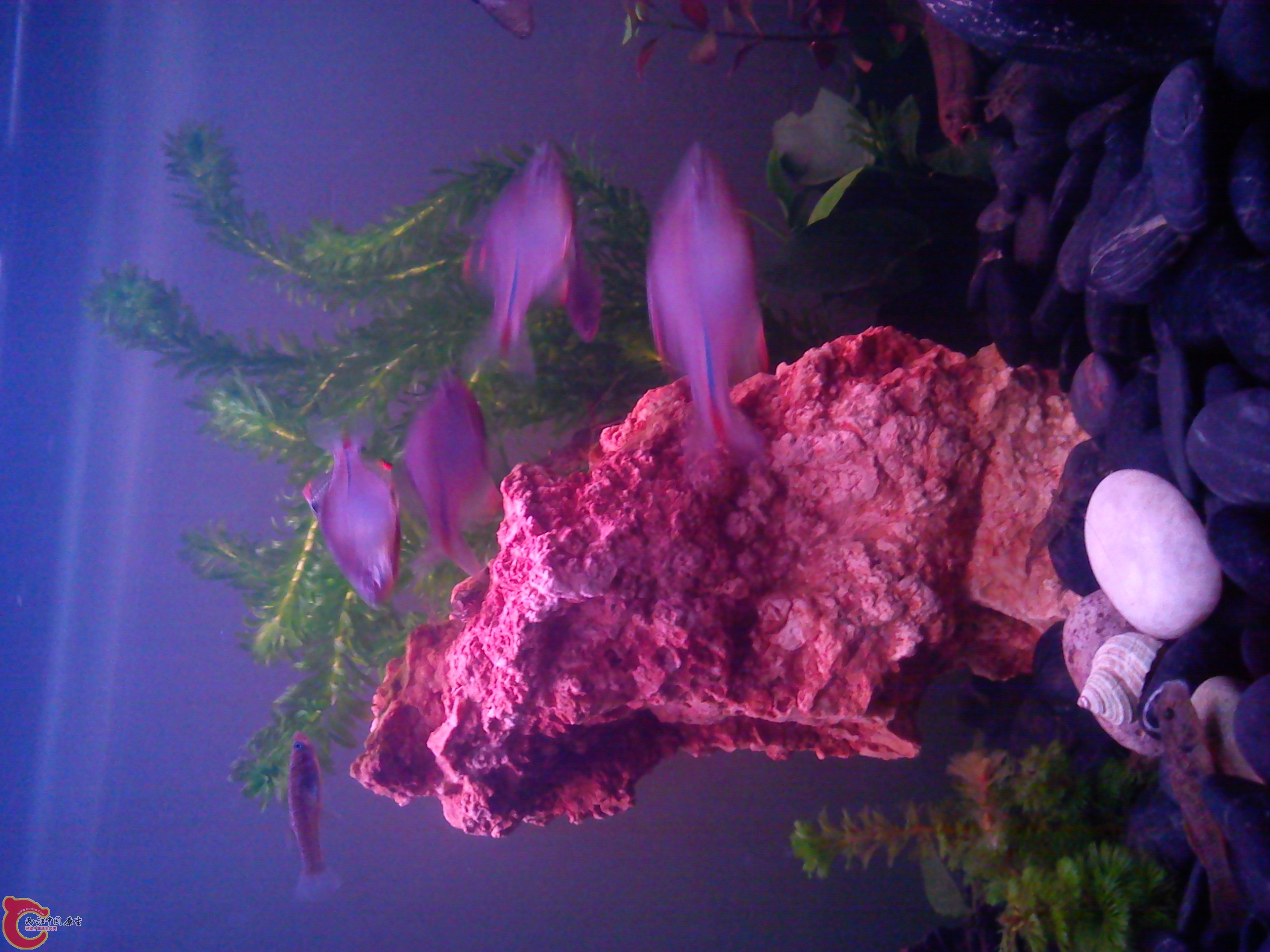 Camera_20111209_233306.jpg