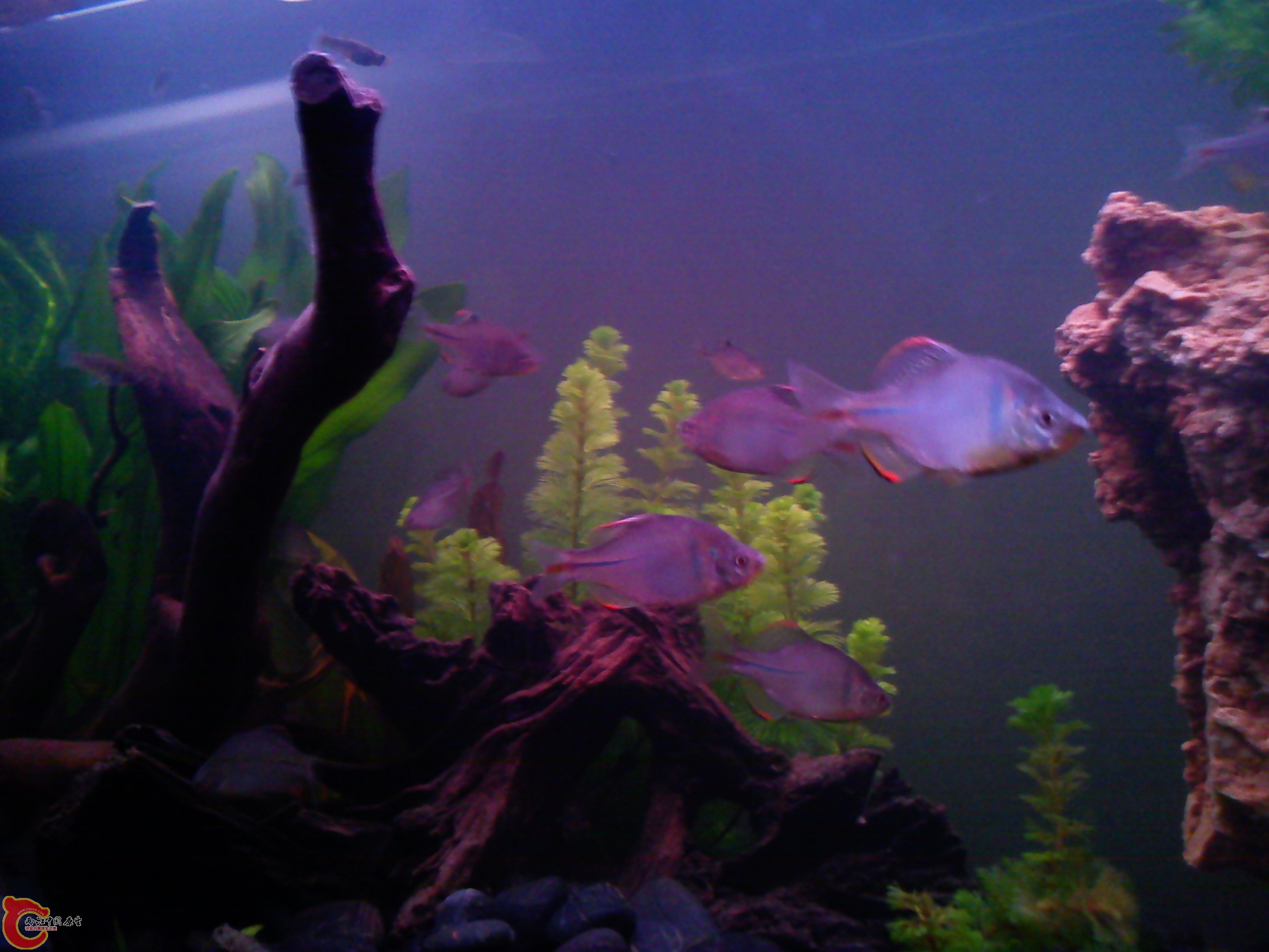 Camera_20111209_233321.jpg