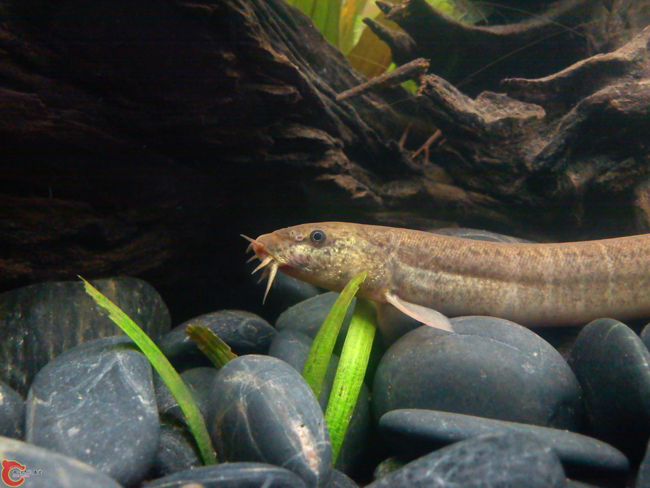Camera_20111210_195006.jpg