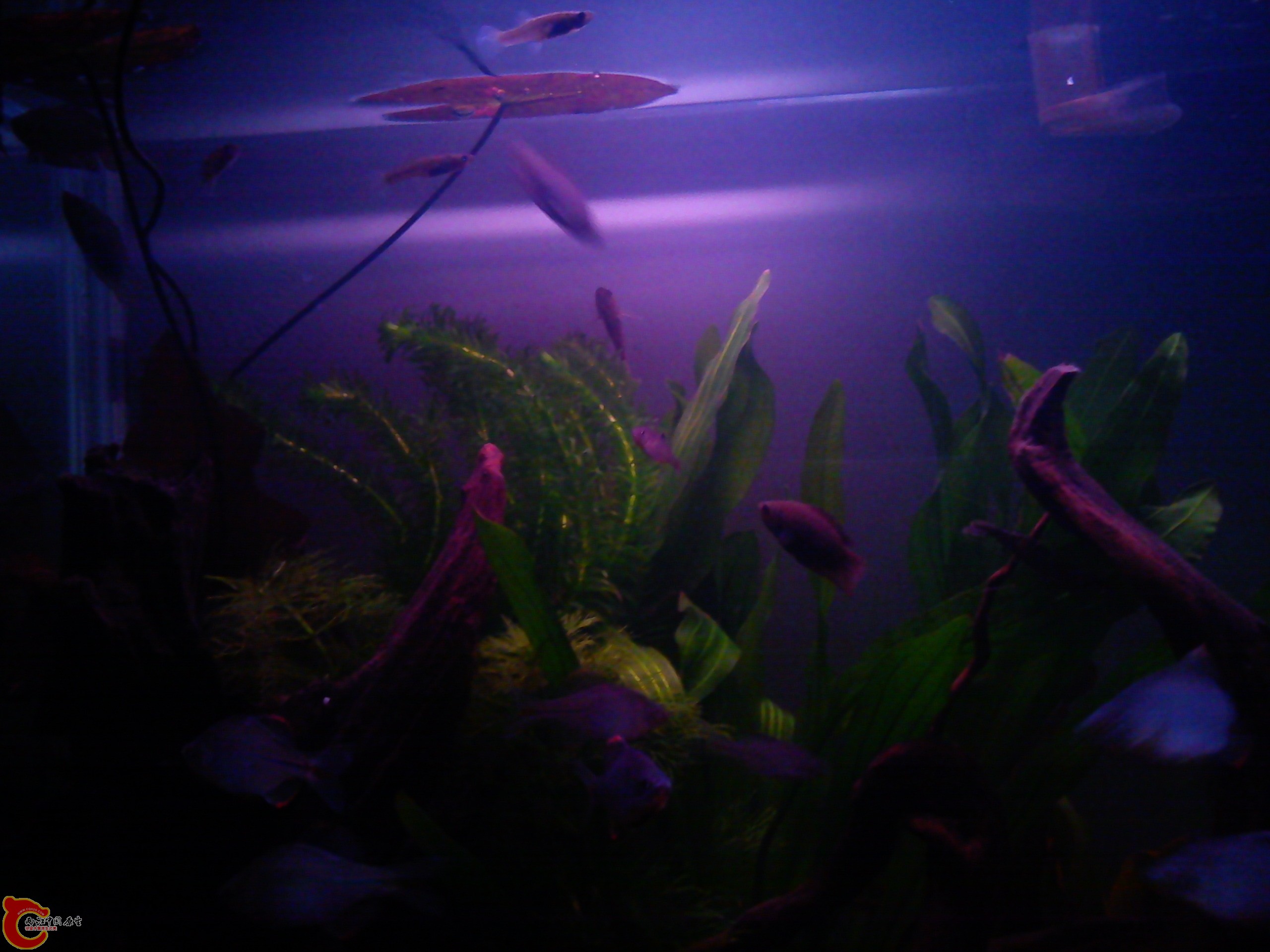 Camera_20111210_200212.jpg