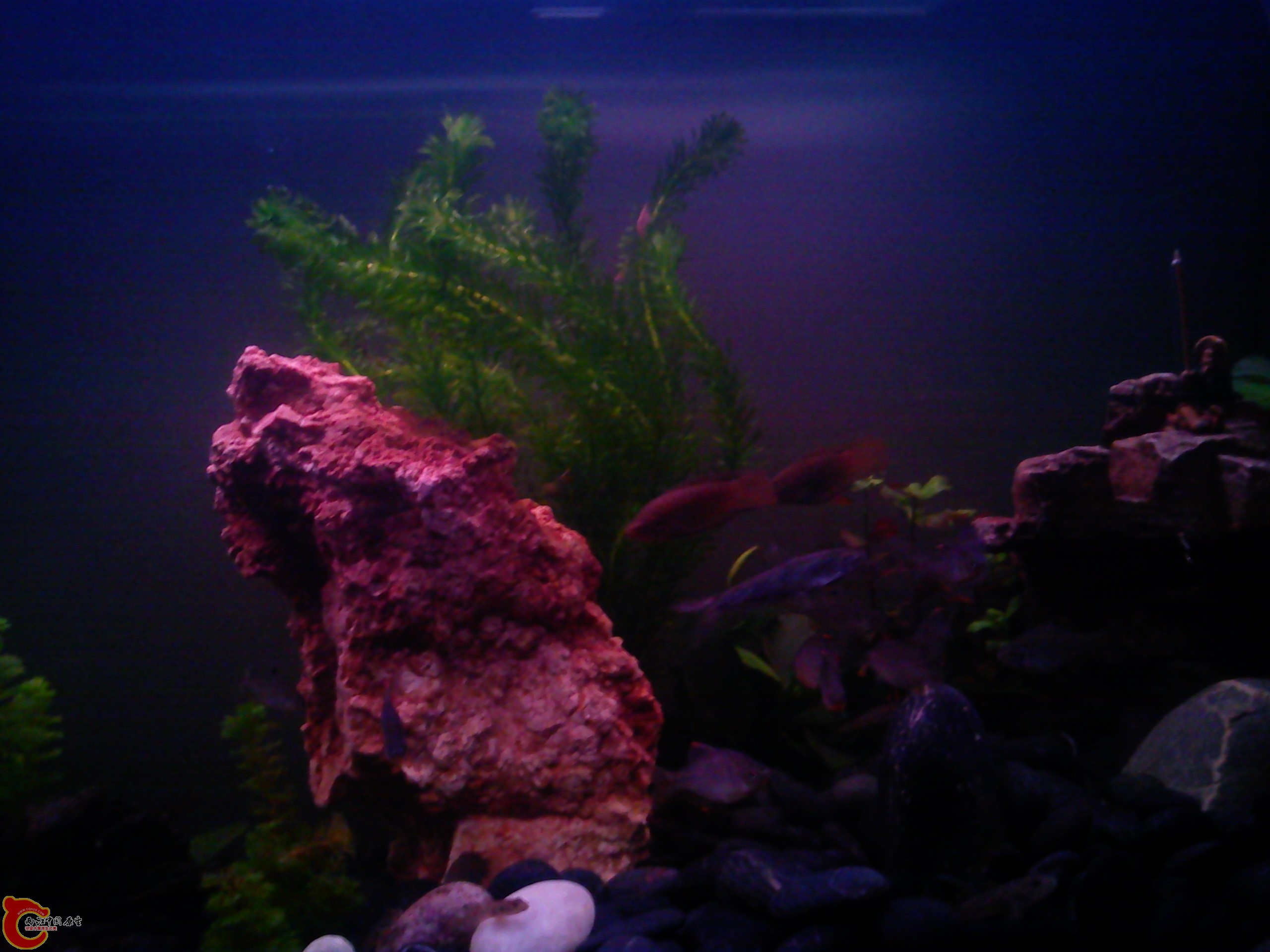 Camera_20111210_200225.jpg
