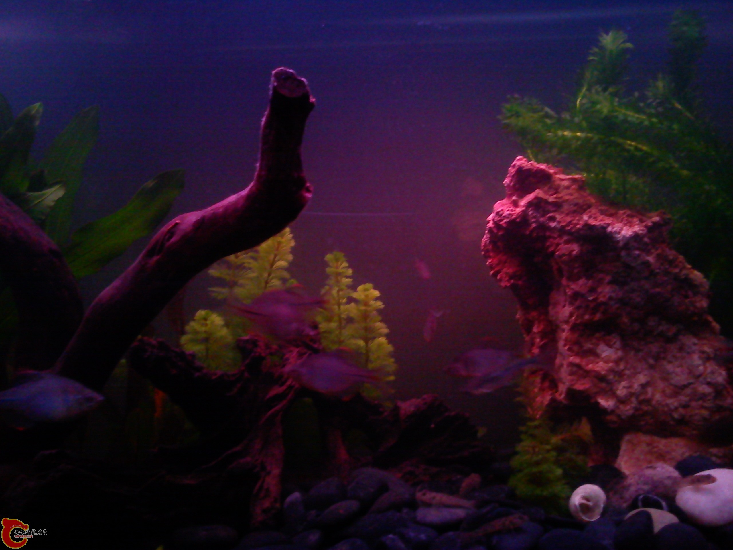 Camera_20111210_200239.jpg