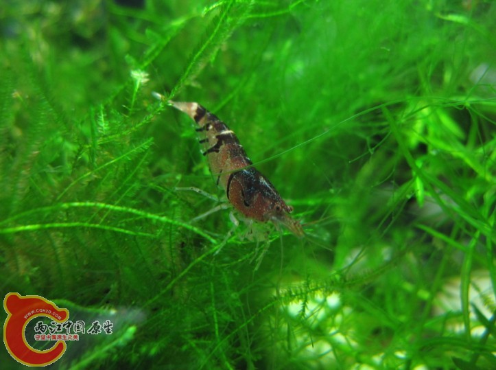 比较特别的虎纹，其他都是透明的，这个背是棕色的