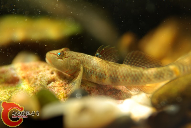 DSC_1118.JPG
