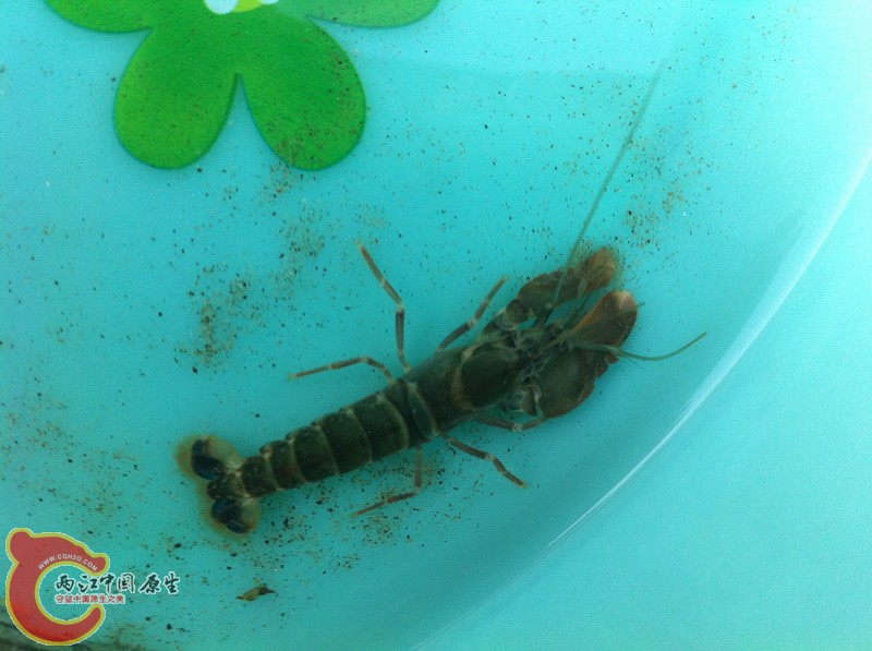 什么虾？
