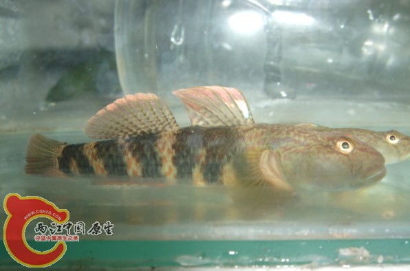 波氏吻虾虎.jpg
