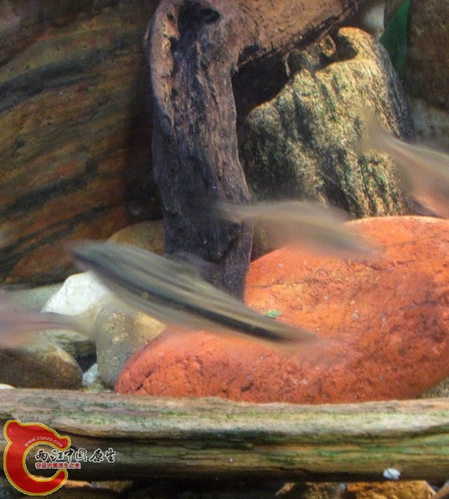 DSCF2581.jpg