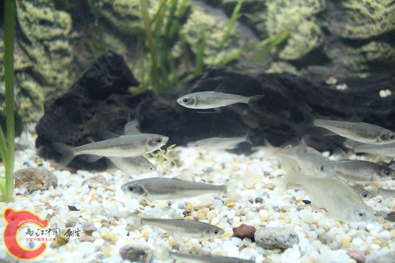 img_5dfa 50_副本.jpg