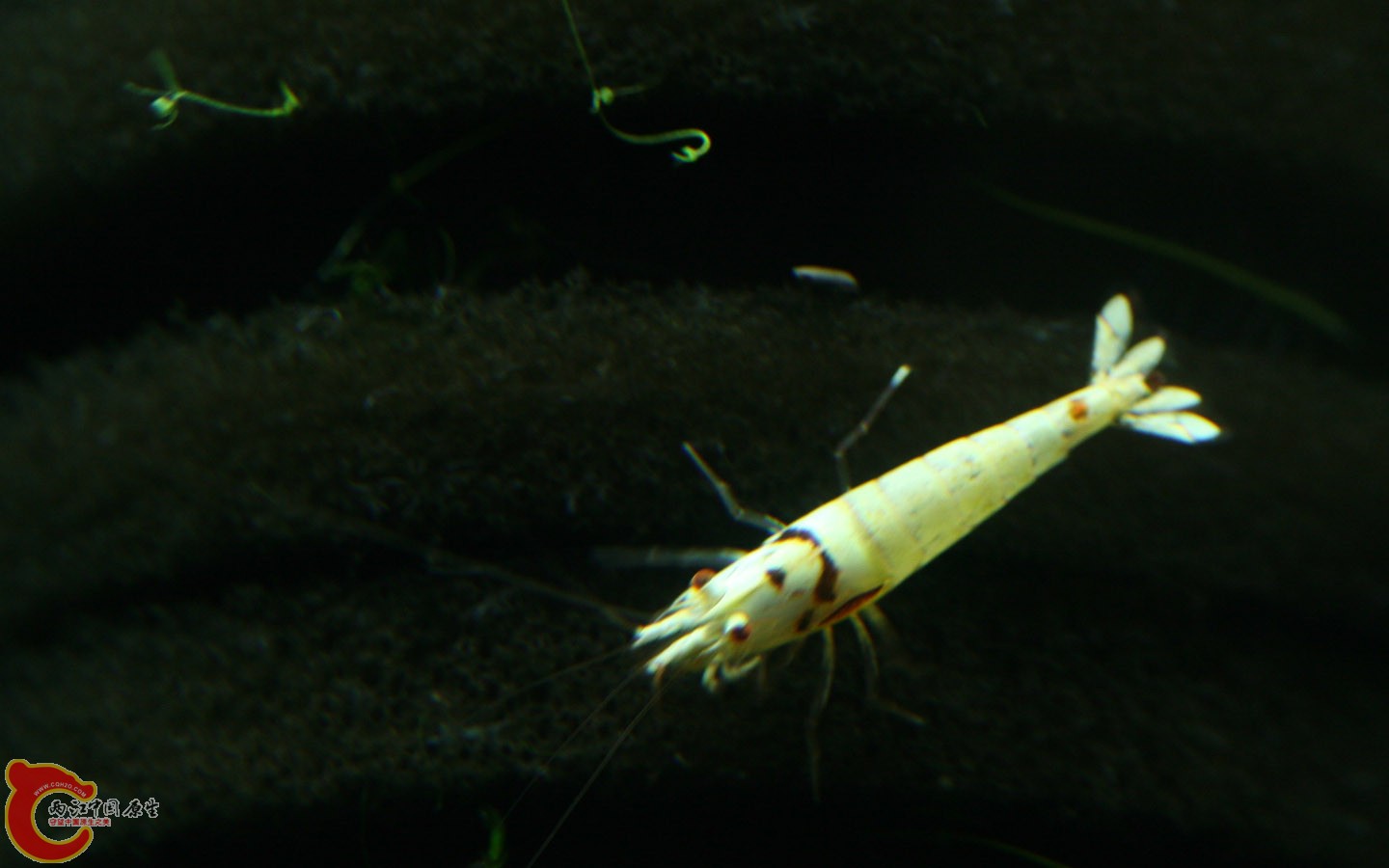 Shrimps20.jpg