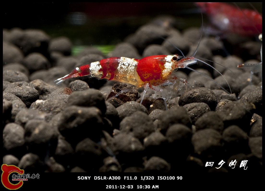 DSC05442a.jpg