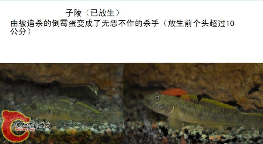 鱼鱼.jpg
