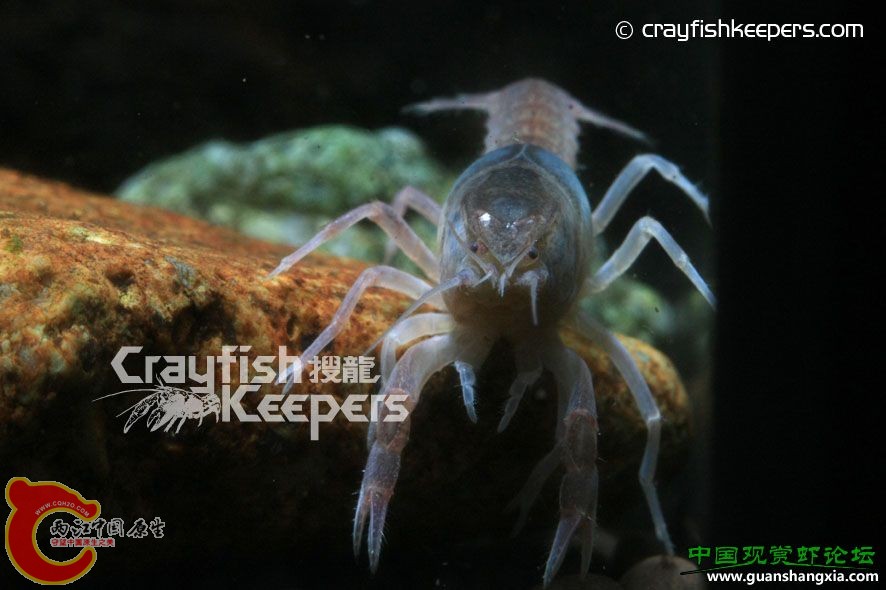 Fallicambarus byersi.jpg