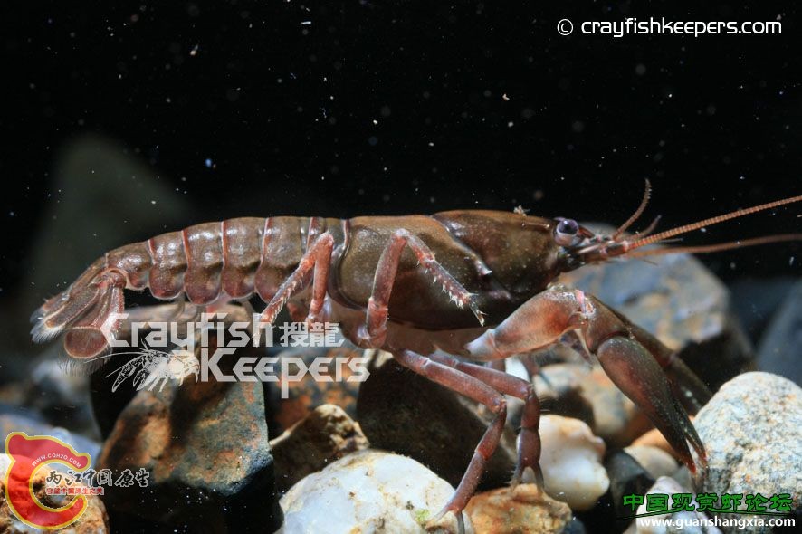 迪達斯 Cambarus distans.jpg