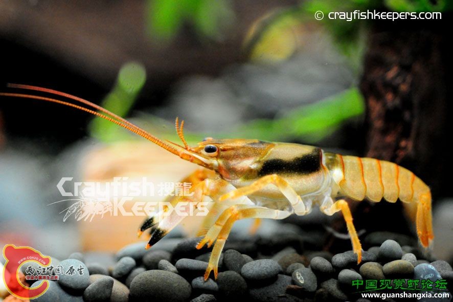 杜雷利 Orconectes durelli.jpg