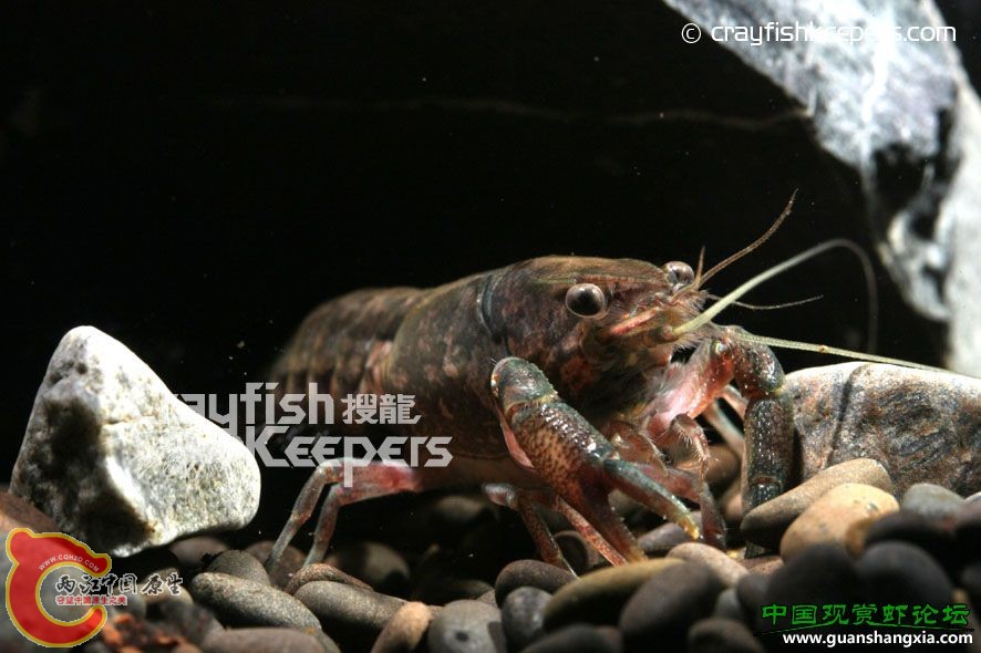 古巴螯蝦 Procambarus cubensis.jpg