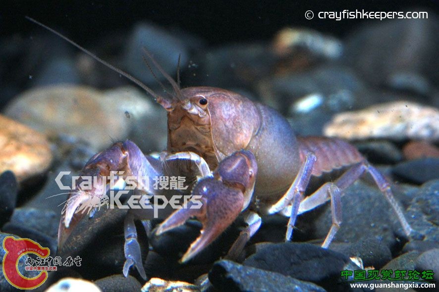 禾桌斯螯蝦 Procambarus rogersi.jpg