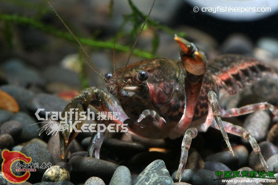 紅頰侏儒 Faxonella clypeata.jpg