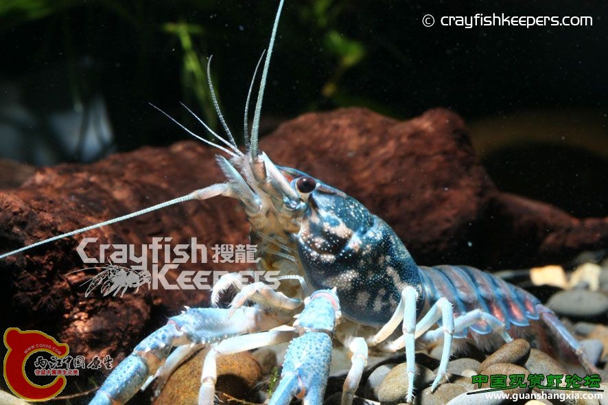 紅紋迷彩 Procambarus enoplosternum.jpg