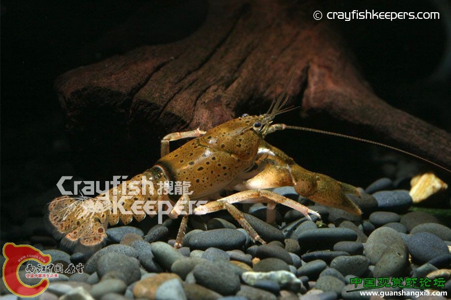 黃魔班 Cambarus maculatus.jpg
