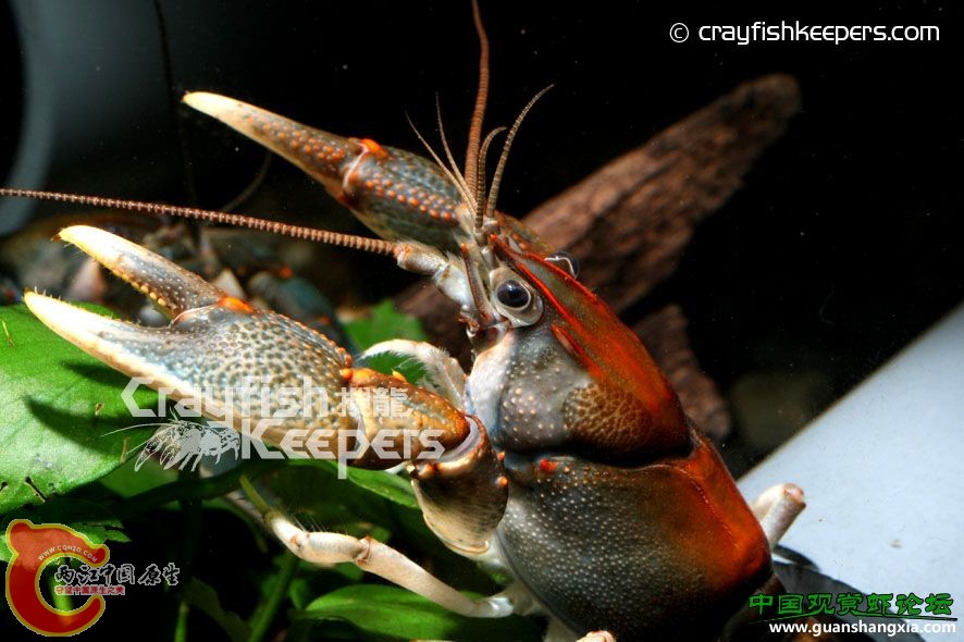 酷莎 Cambarus coosae.jpg