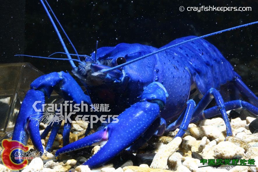 藍魔 Cherax tenuimanus.jpg