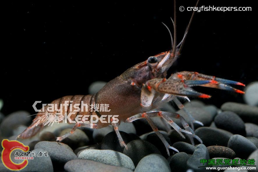 派拉美 Orconectes palmeri.jpg