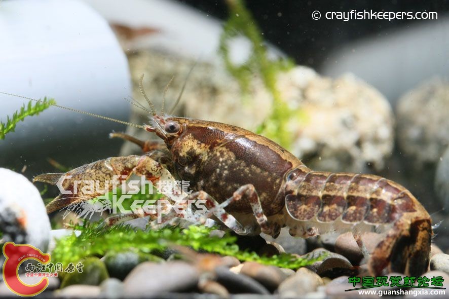 特薩努迷螯 Cambarellus texanus.jpg